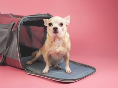 Kahverengi chihuahua köpeğinin portresi oturan ve fotokopi alanı olan pembe arka planda gezgin hayvan çantasının önündeki kameraya bakıyor. Hayvanlarla iyi yolculuklar..