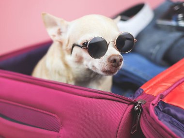 Kahverengi kısa saçlı, güneş gözlüklü, pembe çantalı, seyahat aksesuarlı, pembe arka planda izole bir köpek resmi..
