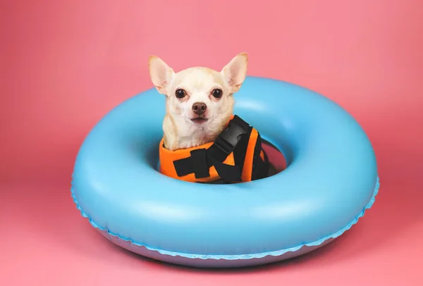 Portret Uroczej Brązowej Krótkiej Sierści Psa Chihuahua Pomarańczowej Kamizelce Ratunkowej — Zdjęcie stockowe