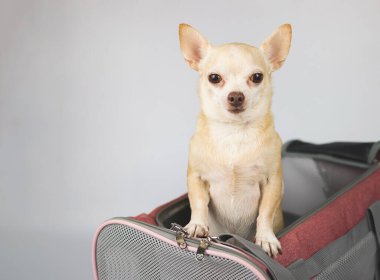 Kahverengi chihuahua köpeğinin portresi ayakta duruyor ve beyaz arka planda gezgin evcil hayvan çantasından fotokopi alanı ile dışarı bakıyor. Hayvanlarla iyi yolculuklar..