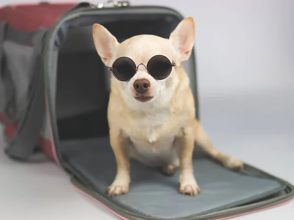 Portrait Brown Chihuahua Dog Wearing Sunglasses Sitting Front Traveler Pet — 图库照片