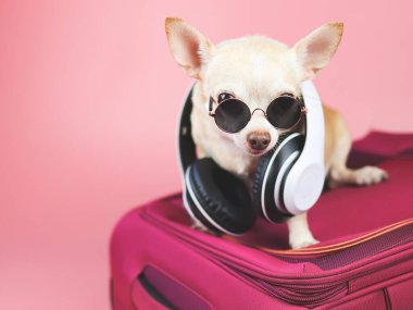 Boynuna güneş gözlüğü ve kulaklık takmış, pembe arka planda pembe bir bavula oturmuş kahverengi bir chihuahua köpeği portresi. Köpek konseptiyle seyahat etmek.
