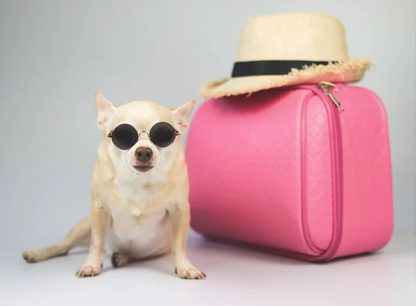 Portrait Cute Brown Short Hair Chihuahua Dog Wearing Sunglasses Sitting — Foto Stock