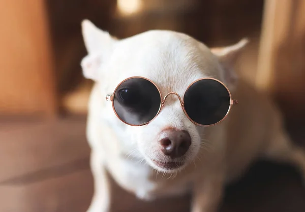 Close Image Cute Brown Short Hair Chihuahua Dog Wearing Sunglasses — Φωτογραφία Αρχείου
