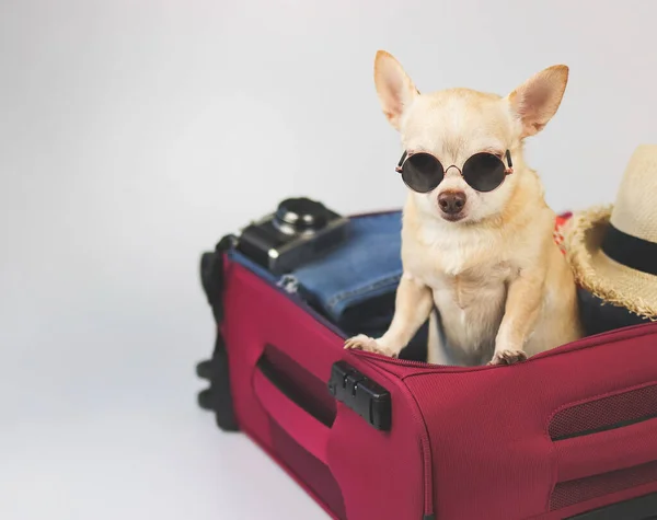 Portrait of brown  short hair  Chihuahua dog wearing sunglasses standing  in pink suitcase with travelling accessories, straw hat, camera  isolated on white  background.