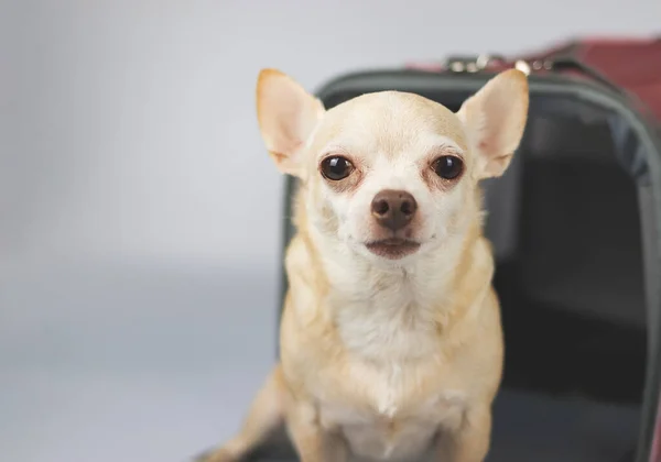 Close Image Brown Chihuahua Dog Sitting Looking Camera Front Traveler — Foto Stock