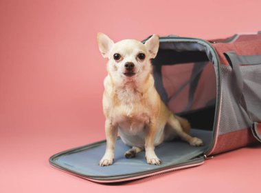 Kahverengi chihuahua köpeğinin portresi oturan ve fotokopi alanı olan pembe arka planda gezgin hayvan çantasının önündeki kameraya bakıyor. Hayvanlarla iyi yolculuklar..