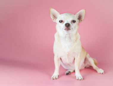 Şişko kahverengi saçlı chihuahua köpeğinin portresi, pembe arka planda fotokopi alanı ile oturuyor, kameraya bakıyor, izole edilmiş.