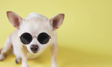 Güneş gözlüğü takan kahverengi chihuahua köpeğinin sarı arka planda fotokopi alanı ile oturduğu görüntüyü kapat. yaz gezisi konsepti.
