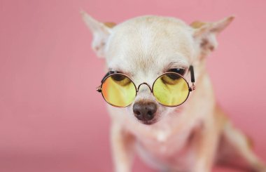 Kahverengi kısa saçlı Chihuahua köpeğinin portresi sarı gözlükler takıyor, pembe arka planda fotokopi alanı ile oturuyor. Akıllı hayvan konsepti.