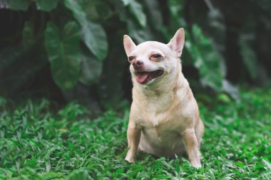 Portrait  of a cute brown short hair chihuahua dog sitting  on green grass in the garden,smiling and  looking curiously.