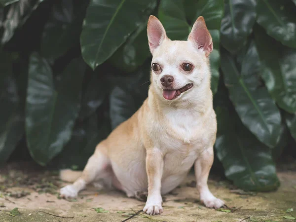 Portrait Cute Brown Short Hair Chihuahua Dog Sitting Cement Floor — Photo