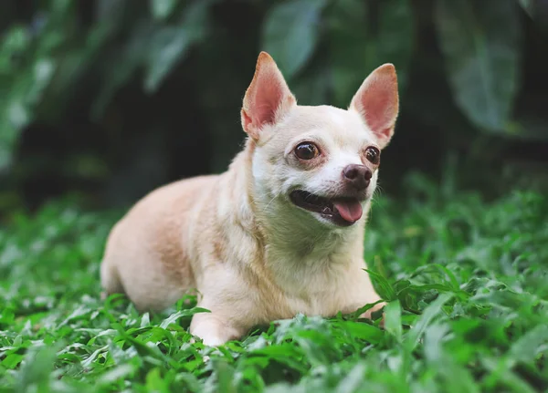 Portrait Cute Brown Short Hair Chihuahua Dog Lying Green Grass — Stok fotoğraf