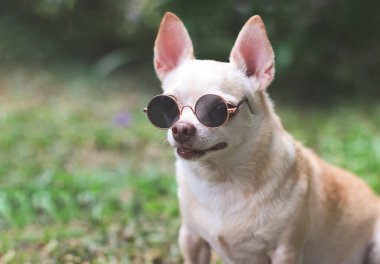 Close up image  of brown chihuahua dog wearing sunglasses sitting  on  green grass in the garden.