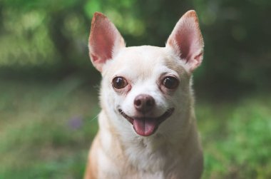 Close up image of a cute brown short hair chihuahua dog sitting  on green grass in the garden,smiling and  looking curiously.