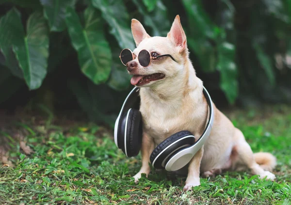 Portrait Brown Chihuahua Dog Wearing Sunglasses Headphones Neck Sitting Green — Fotografia de Stock
