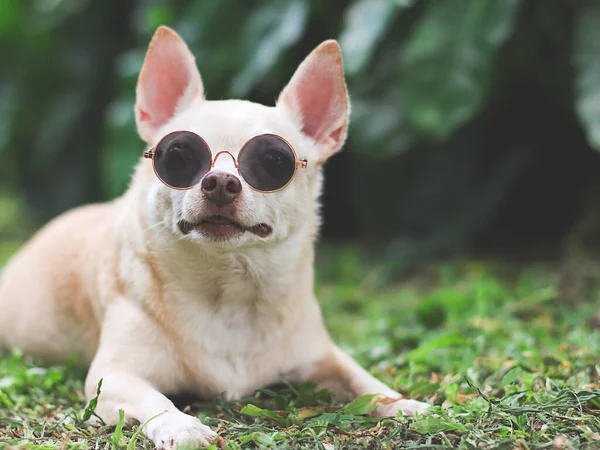 Close Image Brown Chihuahua Dog Wearing Sunglasses Lying Green Grass — Foto de Stock