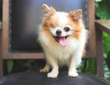 Portrait of  one eye disability long hair chihuahua dog standing on black vintage chair in the garden, smiling with his tongue out