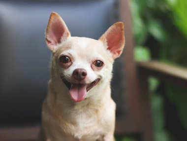 Close up image  of fat brown short hair  Chihuahua dog sitting on black vintage armchair in the garden,  smiling and looking at camera.