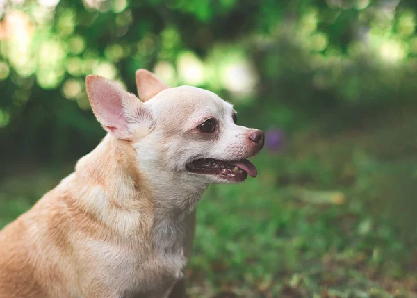 Side view  of  cute brown short hair chihuahua dog sitting  on green grass in the garden,smiling with his tongue out.