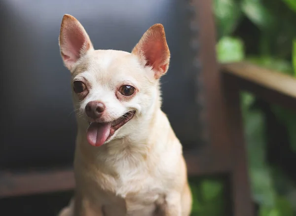 Portrait of brown short hair chihuahua dog sitting on vintage armchair  in the garden.