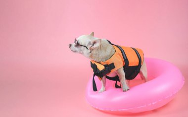 Portrait  of a cute brown short hair chihuahua dog wearing sunglasses and orange life jacket or life vest standing in pink swimming ring looking at copy space, isolated on pink background.
