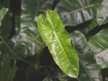 Close up image of bright green leaves off Philodendron burle marx.
