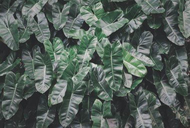Close up image of  Philodendron burle marx green leaves.