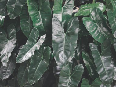 Close up image of Philodendron burle marx green leaves.