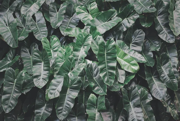 Close up image of  Philodendron burle marx green leaves.