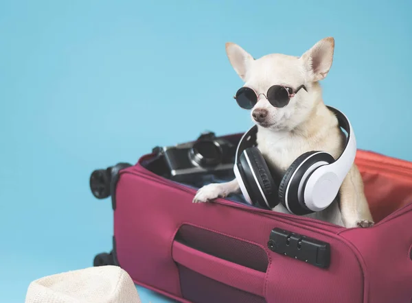 Portrait  of a cute brown short hair chihuahua dog wearing sunglasses and headphones around neck, standing in opened pink suitcase.  travelling  with animal concept.