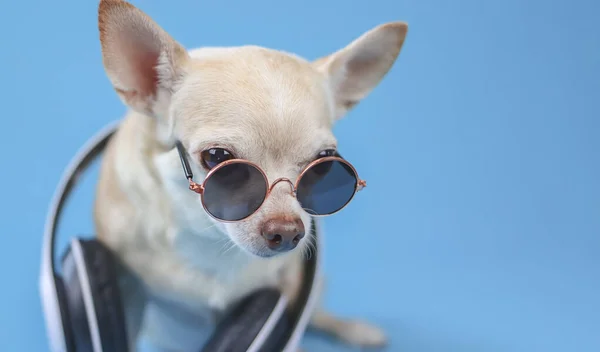 Zamknij Obraz Brązowego Psa Chihuahua Noszącego Okulary Przeciwsłoneczne Słuchawki Wokół — Zdjęcie stockowe