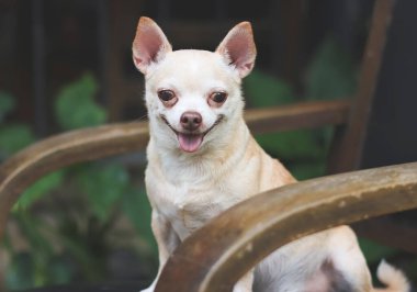 Close up image  of fat brown short hair  Chihuahua dog sitting on black vintage armchair in the garden,  smiling and looking at camera.