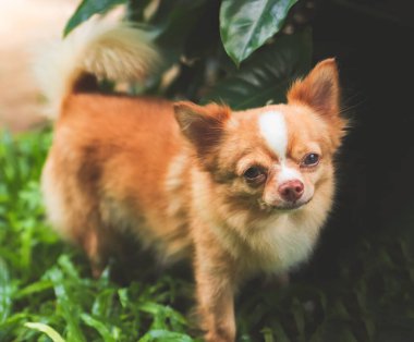 Portrait of long hair brown Chihuahua dog standing on green grass in the garden, looking at camera.