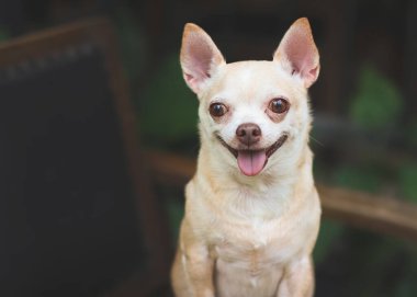 Close up image  of fat brown short hair  Chihuahua dog stadning  on black vintage armchair in the garden,  smiling and looking at camera.