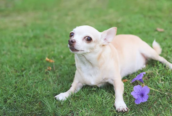 Portrait of brown short hair Chihuahua dog lying down on green grass with purple flowers, looking at camera.