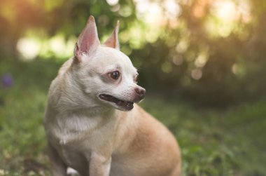 Portrait  of  cute brown short hair chihuahua dog sitting  on green grass in the garden,looking back curiously.