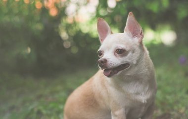 Portrait  of  cute brown short hair chihuahua dog sitting  on green grass in the garden,smiling with his tongue out.