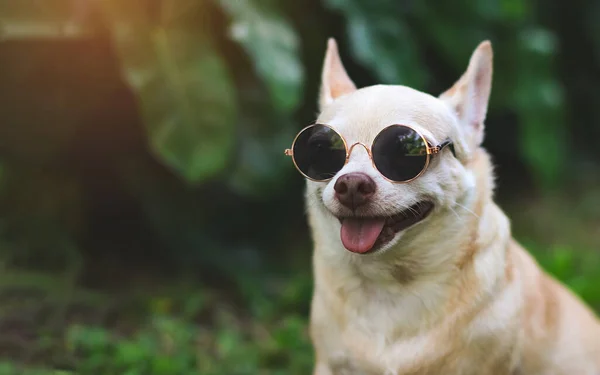 Close Image Brown Short Hair Chihuahua Dog Wearing Sunglasses Sitting — Zdjęcie stockowe