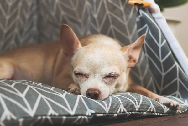 Portrait of brown short hair Chihuahua dog sleeping  on grey mattress in teepee tent.