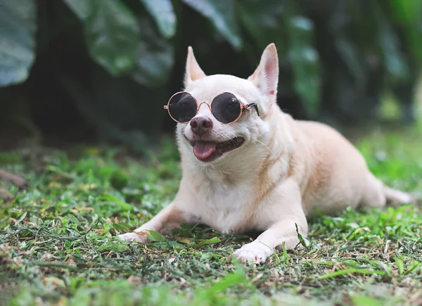 Portrait Brown Chihuahua Dog Wearing Sunglasses Lying Green Grass Garden — 图库照片