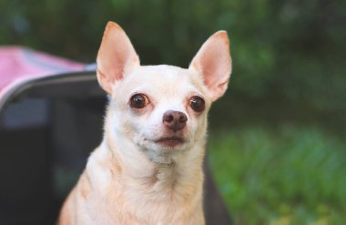 Close up image of brown  Chihuahua dog sitting in front of pink fabric traveler pet carrier bag on green grass in the garden,  looking  at camera, ready to travel. Safe travel with animals.