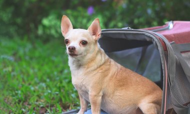 Close up image of brown  Chihuahua dog sitting in front of pink fabric traveler pet carrier bag on green grass in the garden,  looking  at camera, ready to travel. Safe travel with animals.