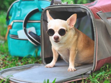 Close up image of brown  Chihuahua dog wearing sunglasses,  sitting in front of pink fabric traveler pet carrier bag on green grass in the garden with backpack,  looking  at camera.