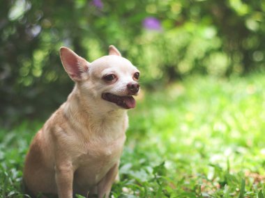 Portrait of happy and healthy brown short hair  Chihuahua dog sitting on green grass in the garden, smiling with his tongue out, bokeh background.