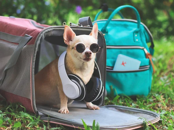 Portrait Brown Chihuahua Dog Wearing Sunglasses Headphones Sitting Front Pink — Foto Stock