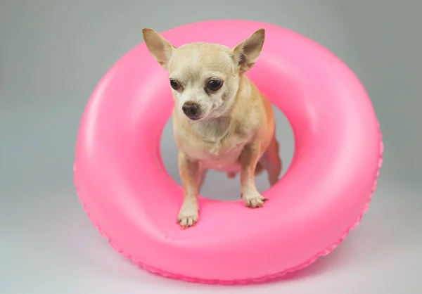 Portrait Cute Brown Short Hair Chihuahua Dog Standing Pink Swimming — Zdjęcie stockowe