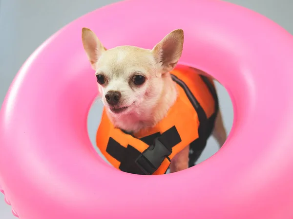 Portrait Cute Brown Short Hair Chihuahua Dog Wearing Orange Life — Zdjęcie stockowe