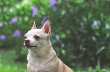 Close up image of a cute brown short hair chihuahua dog looking up curiously on green garden background with copy space