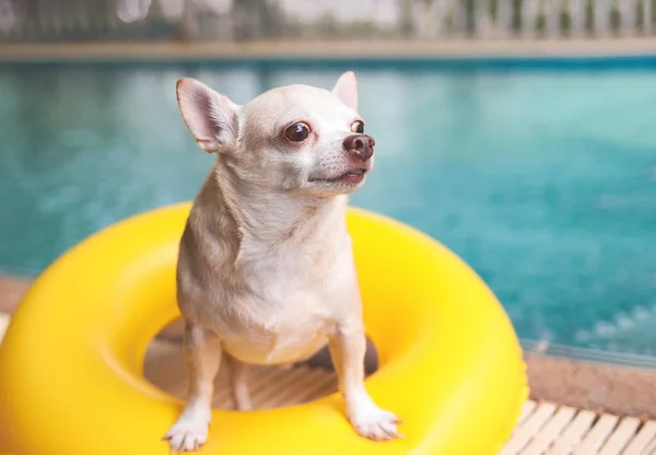 Portret Brązowych Krótkich Włosów Pies Chihuahua Stojący Żółtym Pierścieniu Pływackim — Zdjęcie stockowe